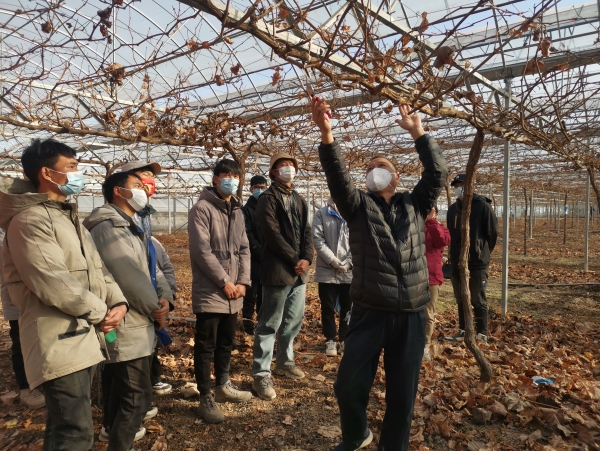 河南省大宗水果产业技术体系中牟试验站专家指导果树冬季修剪技术