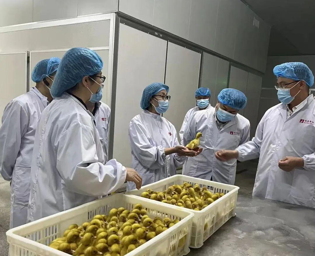 河科大食品与生物工程学院古绍彬院长一行到华英公司考察调研