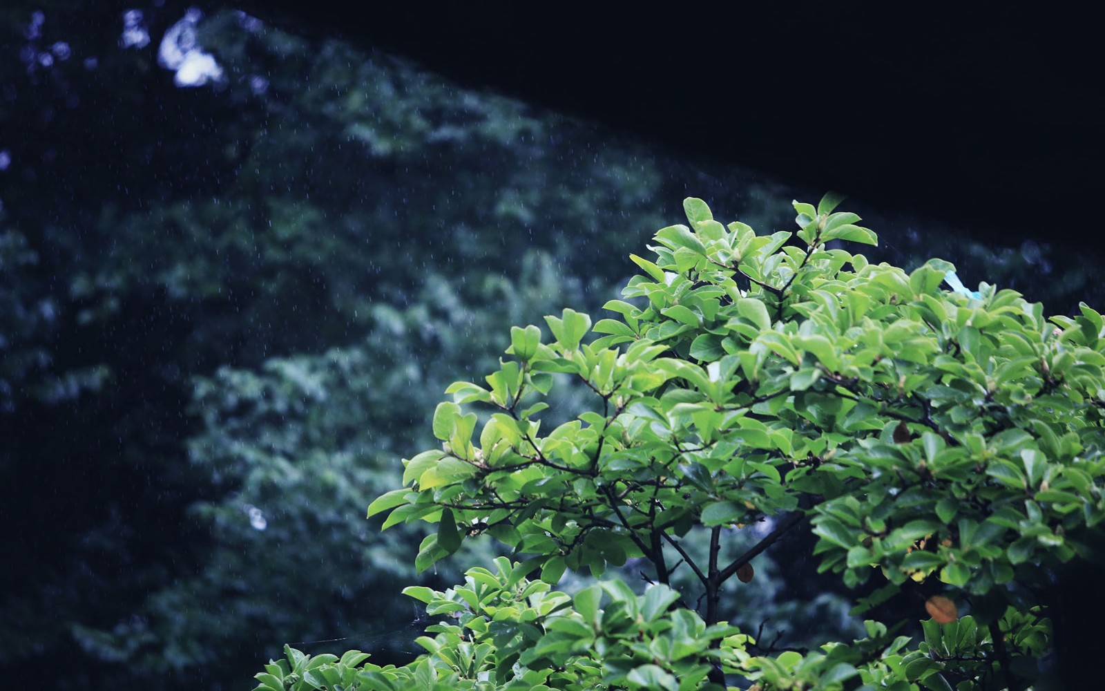 <夜  雨 风 景>(作者  /王灏)