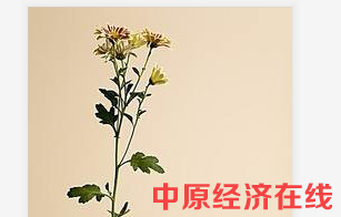 一枝冷艳的花——致寻乐者