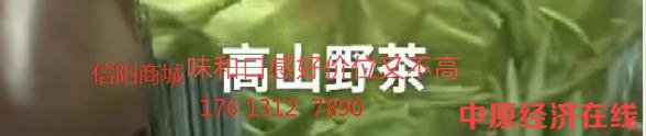 信阳商城高山野茶味道好又实惠，特价99元、199元