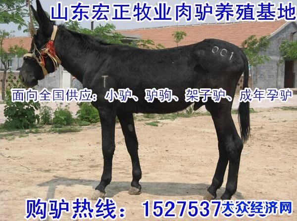 信阳肉驴养殖厂